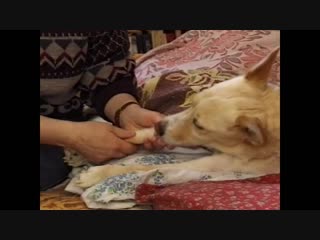 putting a paw on your heart (from the series "100 films about moscow", dir. t. skabard, 1997)