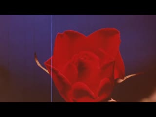 king of roses (1986) - musical, drama. werner schroeter 720p